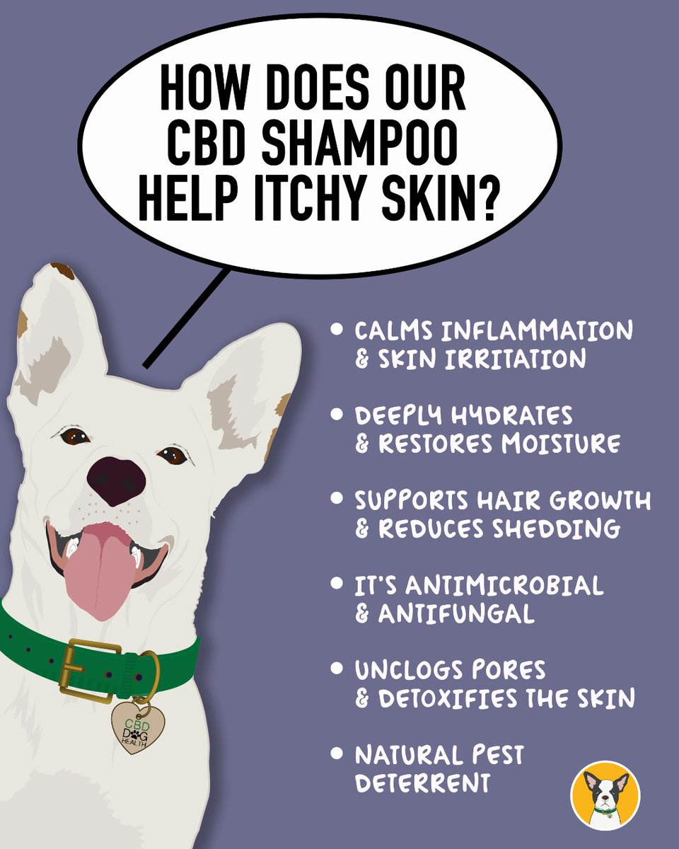 If your pup suffers from itchy, dry, or irritated skin, their shampoo might be making things worse! 😱 🌿 The Solution? CBD-Infused Grooming! How can our CBD shampoo help itchy skin? Find out 👉 cbddoghealth.com/cbd-shampoo-fo…