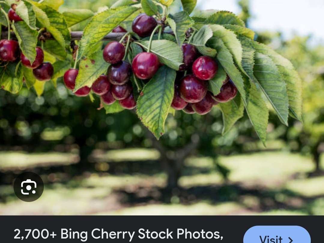 #IfItsFromCanada 
Americans want Nanaimo bars but we don't know it yet. We settle for the other Nanaimo delicacy.