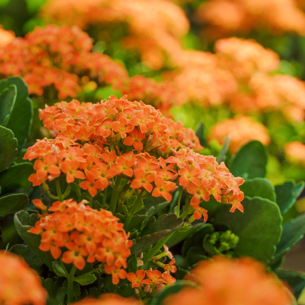 MetrolinaGreenhouses tweet media