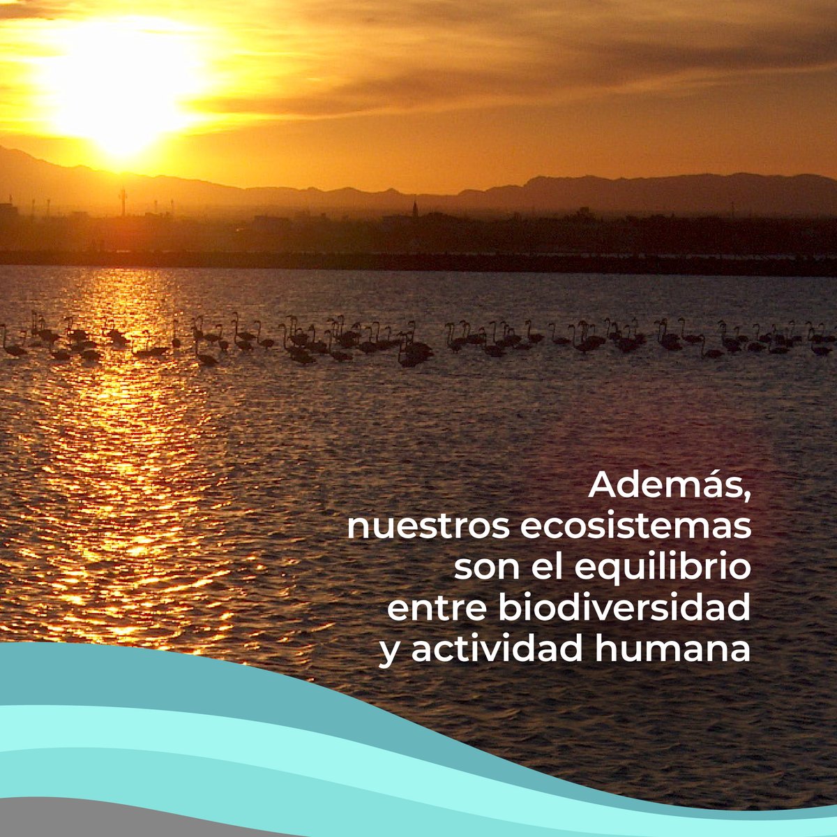 Asociación SALIMAR tweet media