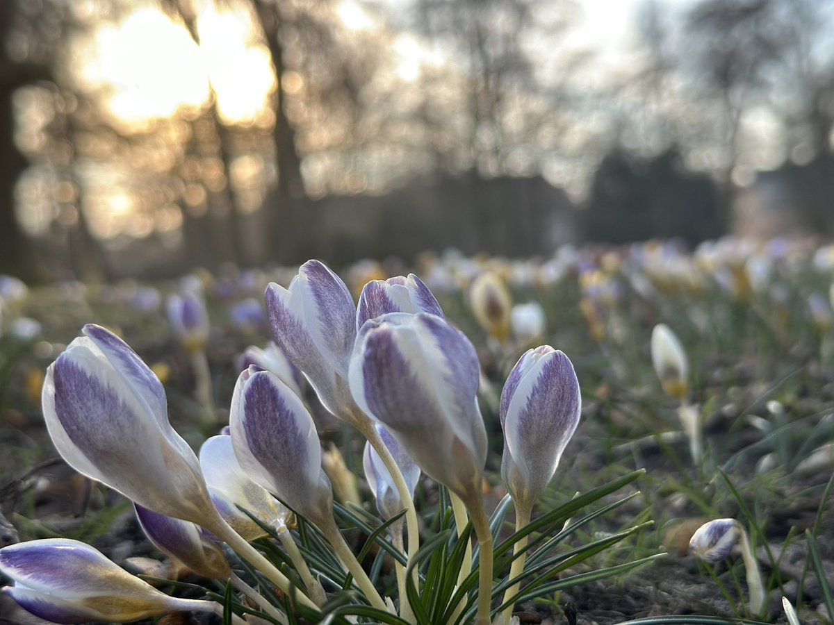 Ein Hauch von Frühling, voller Frische und Neubeginn, mit verträumtem Bokeh im Hintergrund.

#Krokusse #Frühling #Blumen #Natur #Makro
#GoldeneStunde #Bokeh #Wiese #makrophotography #sonnenlicht #frische