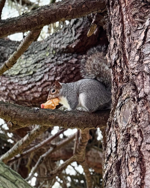 York for Life tweet media