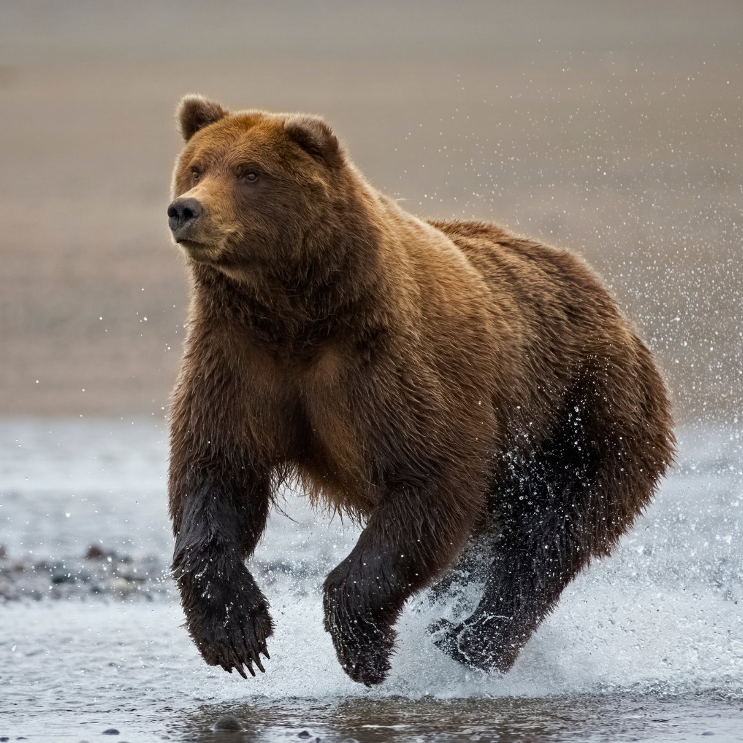 🐯🐼 C’est la journée mondiale de la vie sauvage !

Depuis plus de 50 ans, le WWF France protège les espèces cruciales pour leurs écosystèmes.

Pour en savoir plus : wwf.fr/especes-priori…

#JournéeMondialeDeLaVieSauvage #WWF #Biodiversité