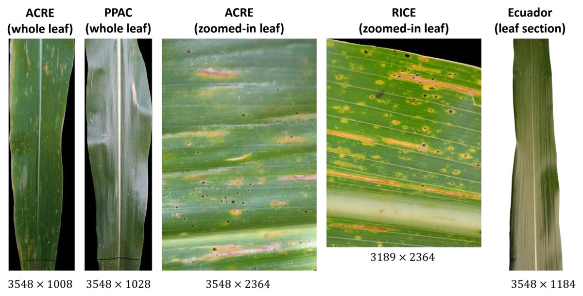 Plant Disease (@plantdiseasej) on Twitter photo In this study, Da-Young Lee et al. present the Stromata Contour Detection Algorithm version 2 (SCDA v2), which achieves higher and more consistent accuracy in tar spot stromata detection than previously developed SCDA v1. <a href="/cruzepidemiolab/">C. D. Cruz</a> Learn more: doi.org/10.1094/PDIS-1… In this study, Da-Young Lee et al. present the Stromata Contour Detection Algorithm version 2 (SCDA v2), which achieves higher and more consistent accuracy in tar spot stromata detection than previously developed SCDA v1. <a href="/cruzepidemiolab/">C. D. Cruz</a> Learn more: doi.org/10.1094/PDIS-1…