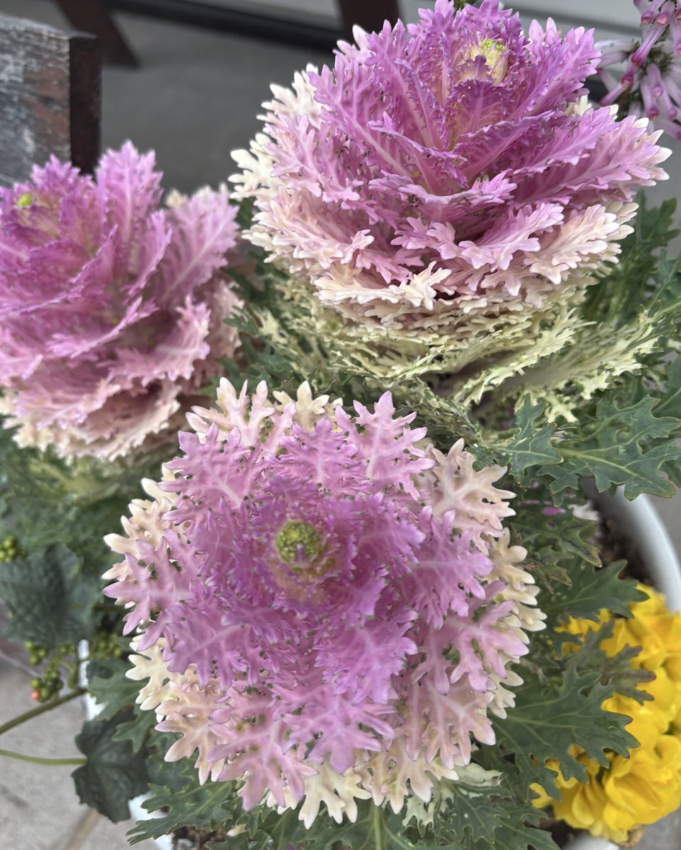 jLsEFBBJl071803's tweet image. 春来れば　
　雁かへるなり　
　　白雲の　
　　　道ゆきぶりに　
　　　　ことやつてまし
　　　凡河内躬恒
1曲
Eighth Wonder 
Stay With Me 
＃PatsyKensit
様生誕日
youtu.be/JSfSQ8EfrL0?si… @YouTube

皆様ご機嫌良う☘️
今日もずっと雨…☔️
お気を付けを🙏🏻
本日も良き日のお迎えを🌸