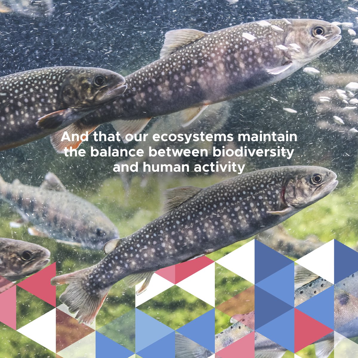 SEASALTEurope's tweet photo. 💚Today we join  the celebration of #WorldWildlifeDay. 📅3 March, an important day for our #SeaSaltwork in Europe.🦩Unique enclaves and perfect ecosystems thanks to the balance between nature, #biodiversity and humans.
#SEASALTEurope #SeaSalt #Environment #Nature #Sustainability https://t.co/QrV2v8fELI