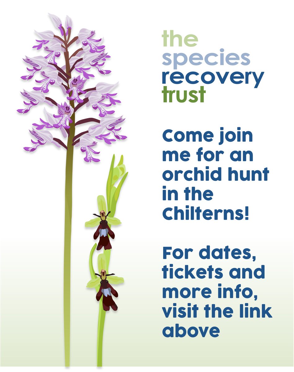 Leif Bersweden (@leifbersweden) on Twitter photo Running some more orchid hunts in May with The Species Recovery Trust! <a href="/speciesrecovery/">speciesrecoverytrust</a>
Tickets and dates here: linktr.ee/wherethewildfl… Running some more orchid hunts in May with The Species Recovery Trust! <a href="/speciesrecovery/">speciesrecoverytrust</a>
Tickets and dates here: linktr.ee/wherethewildfl…