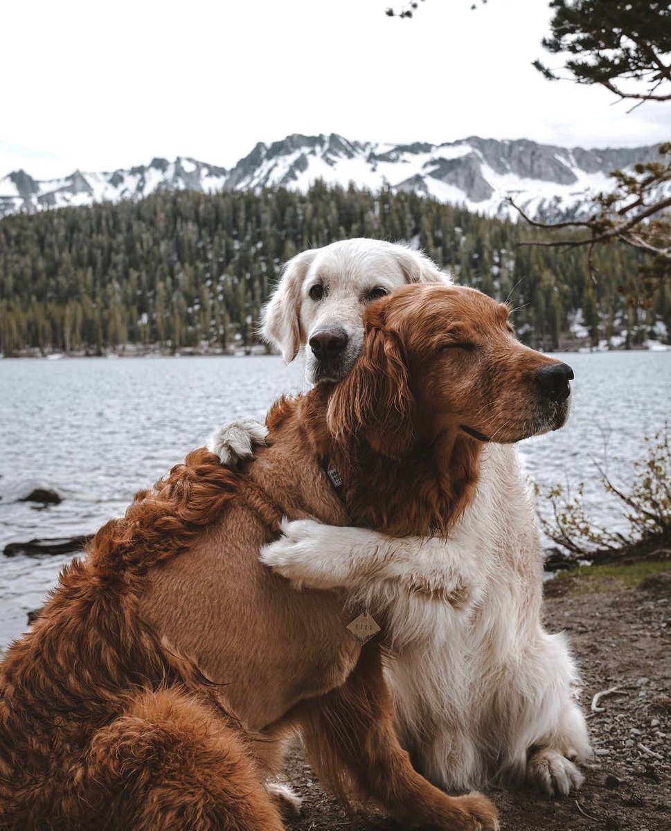 dog_rates's tweet image. This is Watson and Kiko. Kiko has one less leg due to cancer, but Watson just so happens to have enough hugs to make up for it. 14/10 for both (IG: watki)