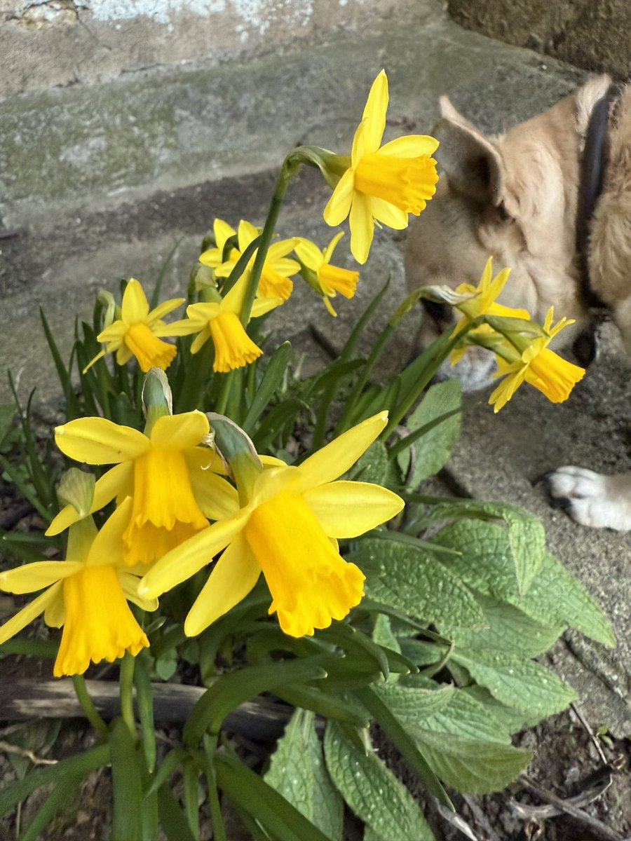 fimurphy21's tweet photo. I was looking for squizzers when I caught mum taking of photos of things other than me! 😳 so I came to investigate….😁 #spring #dogsofX https://t.co/1lyqiiSMK6