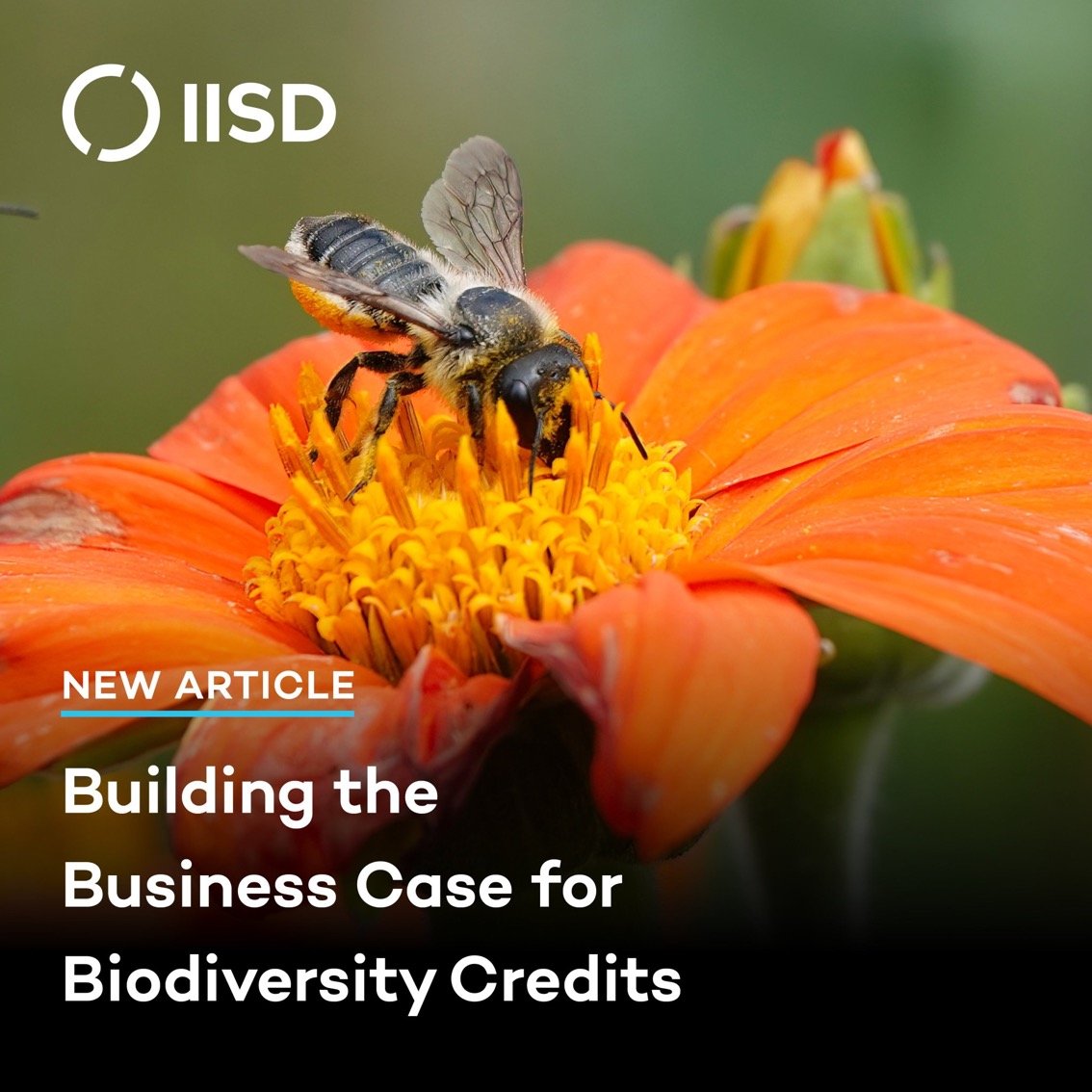 Biodiversity is🔑to sustaining human life, yet remains underfunded.

To reach restoration targets,<a href="/UNEP/">UN Environment Programme</a> estimates suggest finance flows need to 4x by 2030 to USD 296 billion from 2022 levels

Here's how biodiversity credits can help➡️iisd.org/articles/deep-…

via <a href="/IISD_news/">IISD</a>