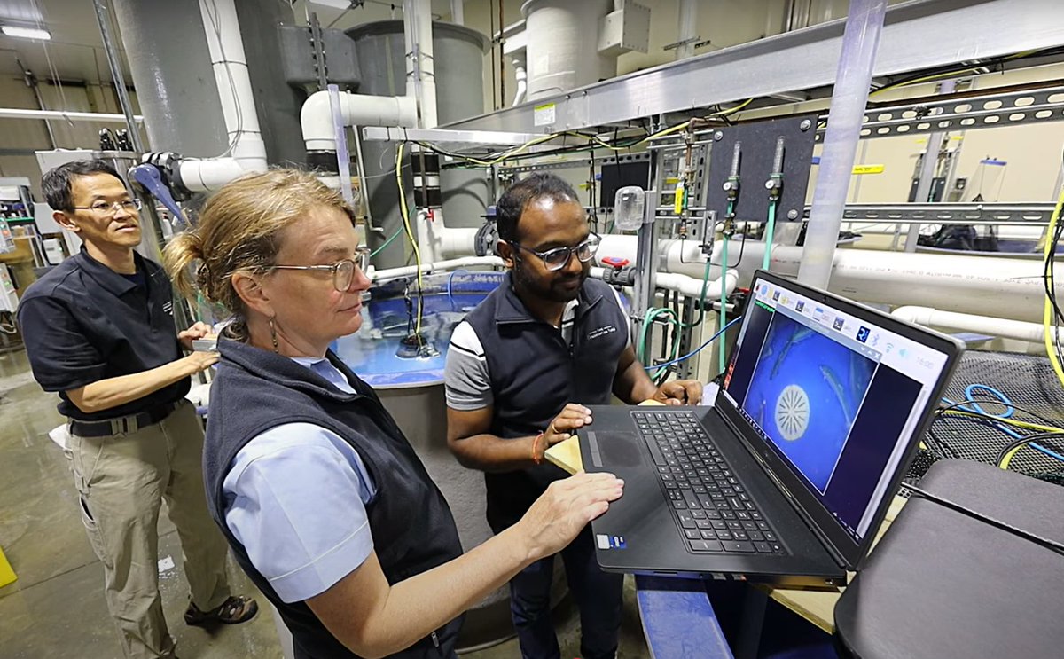 USDA_ARS's tweet photo. There's exciting potential in precision Ag in U.S. aquaculture! New technologies, like AI are becoming game changers. See how ARS has developed an artificial intelligence-aided computer vision system for real-time monitoring of fish in recirculating aquaculture systems. https://t.co/0sgfEapBeT