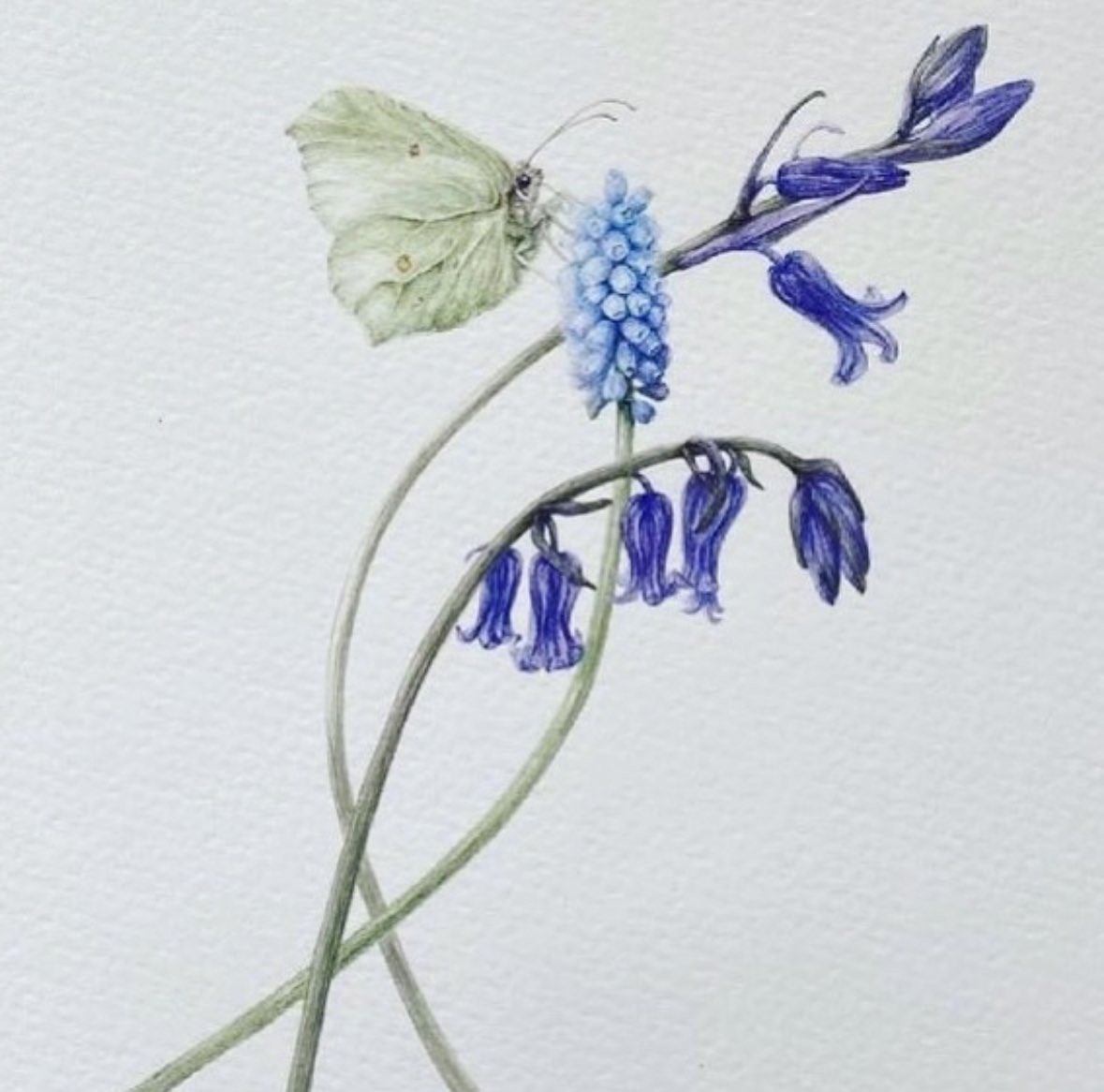 Bluebells, Muscari and a Brimstone butterfly for the first Monday in March. #botanicalart