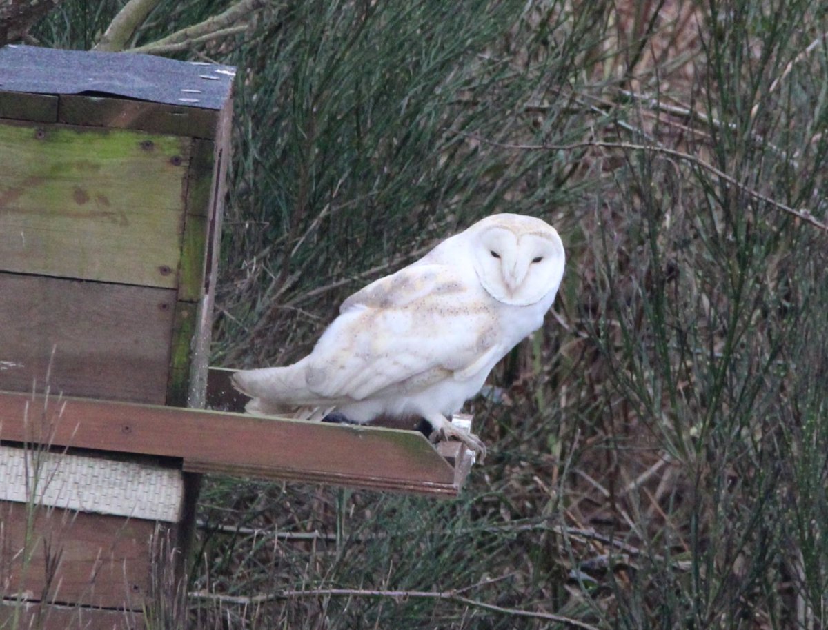 sandyclem's tweet photo. Fab to see one of the Barn Owls at @NorthWildlife Hauxley Nature Reserve this morning
#birdwatching #birdwatchers #BirdsSeenIn2025 #Barnowl #birdtwitter #BirdsOfTwitter #birdsbirdsbirds https://t.co/luPoYkqg1R