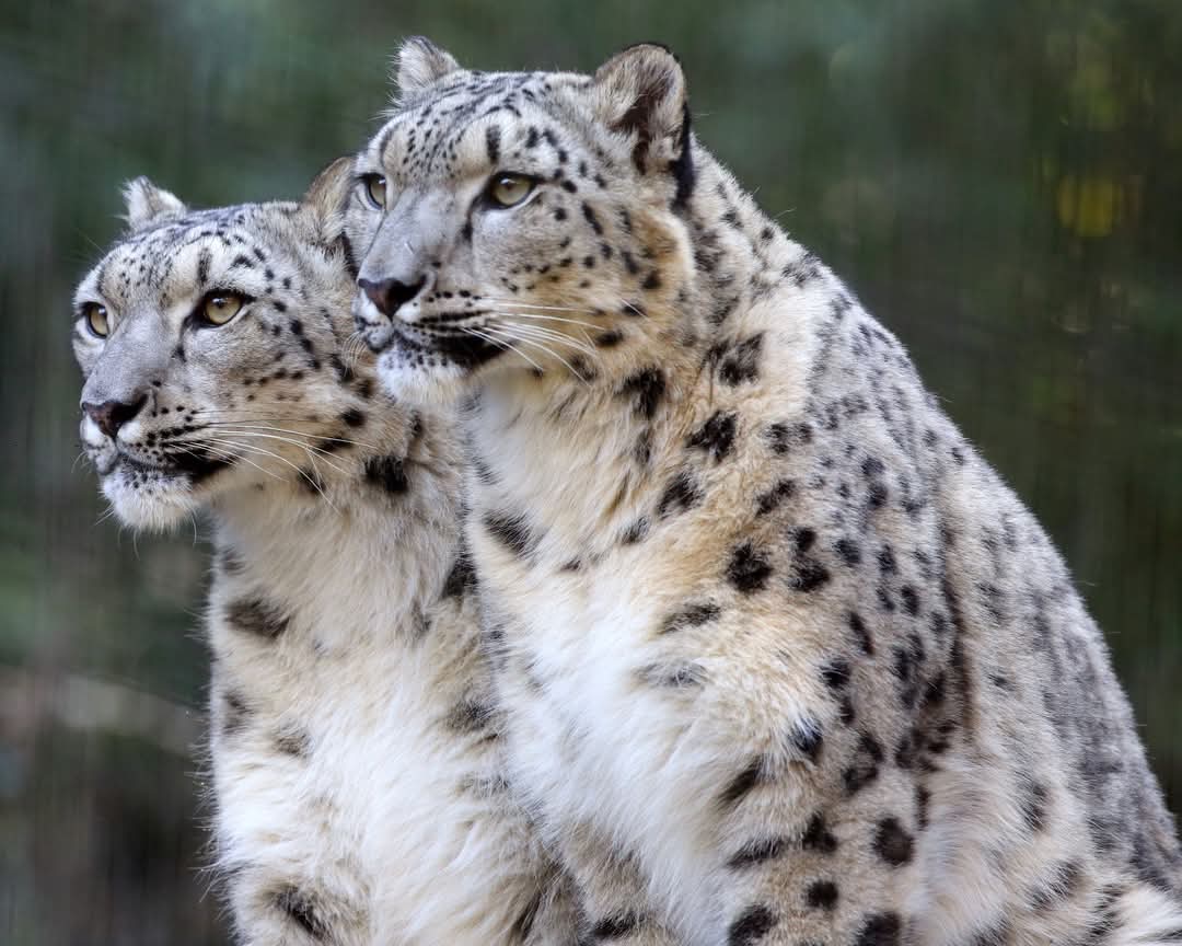 The Snow Leopard - a Sacred Animal &amp; Protector of Sacred Mountains - a Keystone species that maintains balance of its ecosystem - and a cultural symbol of the interconnectedness of all living things.

Wishing you a Wonderful World Wildlife Day

Photo courtesy of Steve Tracy