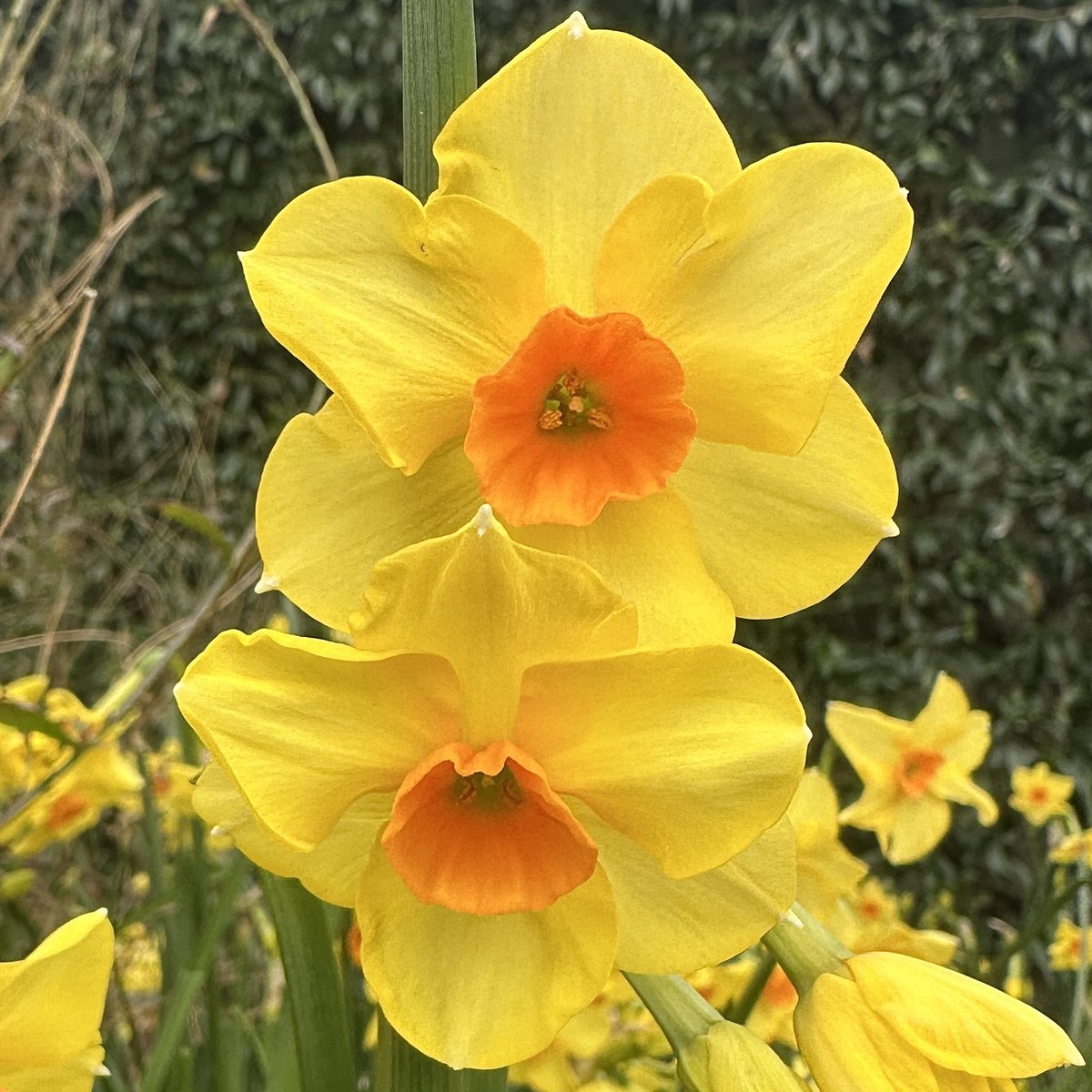makinggardens's tweet photo. What a perfect pair! Let’s celebrate the daffodils being out, the miracle of spring is here💛🌼#Flowers #Flowerhunting #Gardening https://t.co/xQT7hoIMKg