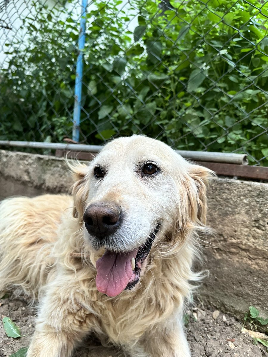 pineapplexde's tweet image. Seninle büyüdüğüm için çok şanlıyım canım bebeğim, 13 yıllık dostluğun için teşekkür ederim iyi ki bizimleydin. Seni çok seviyorum akıllı kızım güzel yavrum,ışıkları içinde uyu 🪽♥️ 28.02 ♾️