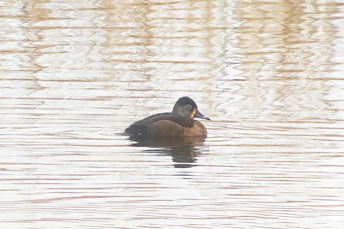 Rathlin Stickybeak tweet media