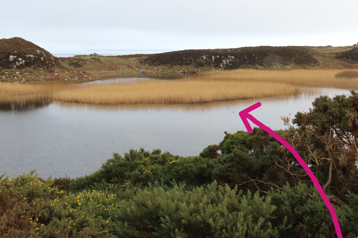 Rathlin Stickybeak tweet media