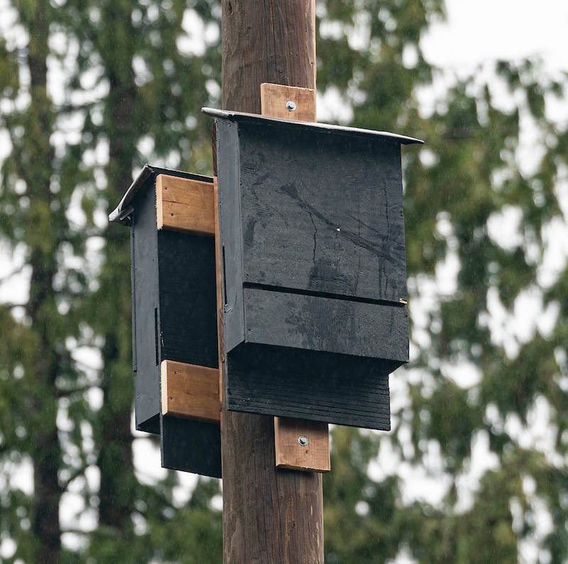 As part of our commitment to minimizing our impact on local wildlife during construction, we proactively installed bat and bird boxes at our site to provide additional nesting and roosting habitats for bats.

Learn more: ow.ly/zEVI50V8CPF
 #WildlifeConservation
