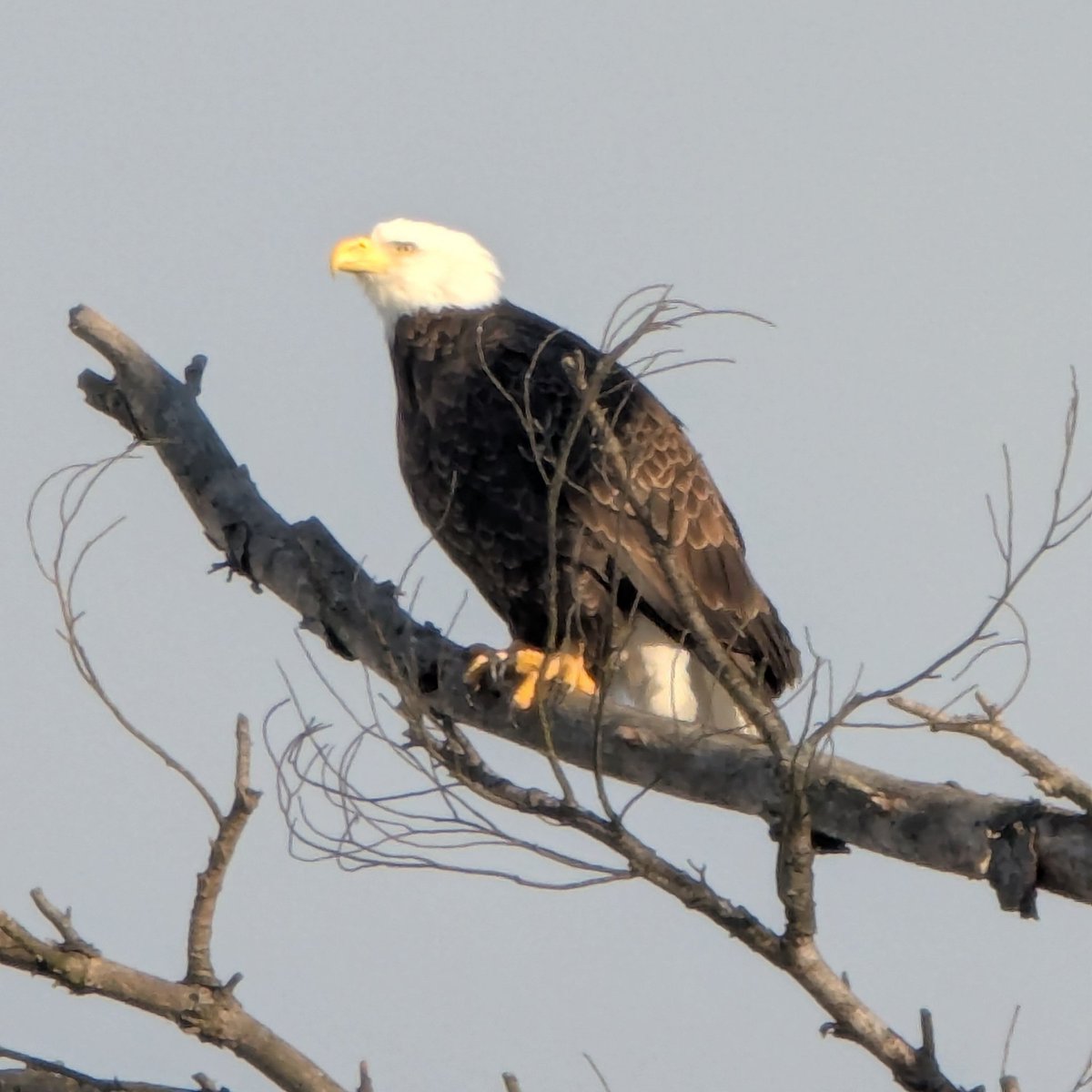 Justin Lamothe tweet media