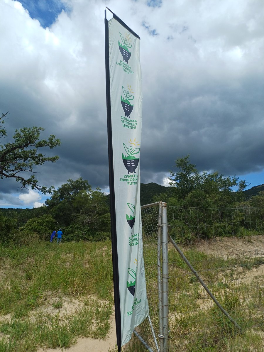 Zandisile_Howe's tweet photo. Resilience in action! The Manyeveni community is leading the way in restoring their environment through the Yonge Nawe Manyeveni Donga Rehabilitation Project, supported by the Eswatini Environment Fund. Many hands, one mission, local action for global change💚! https://t.co/zbYAtnEHMM