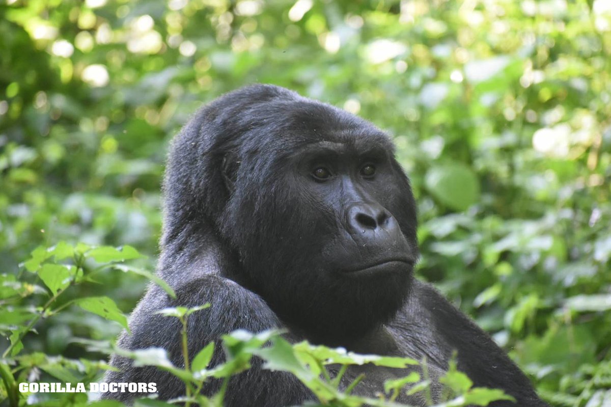 On Feb 20, Dr. Fred visited Busingye group in #Bwindi Impenetable NP. This large group comprises of 17 mountain gorillas: 1 #silverback (Mutatina, pictured), 1 blackback, 6 adult females, 3 sub-adult females, and 6 infants. All members of the group appeared to be in good health.