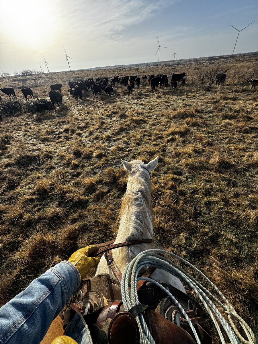Moved some new pairs to the south end of the ranch. Bull sale is just 7 days away!