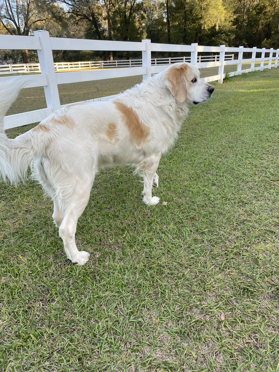 catturd2's tweet image. Wiggles just gave the greatest doggie side-eye in history, taking after his dad Smiles.

Zoom in to see it lol.