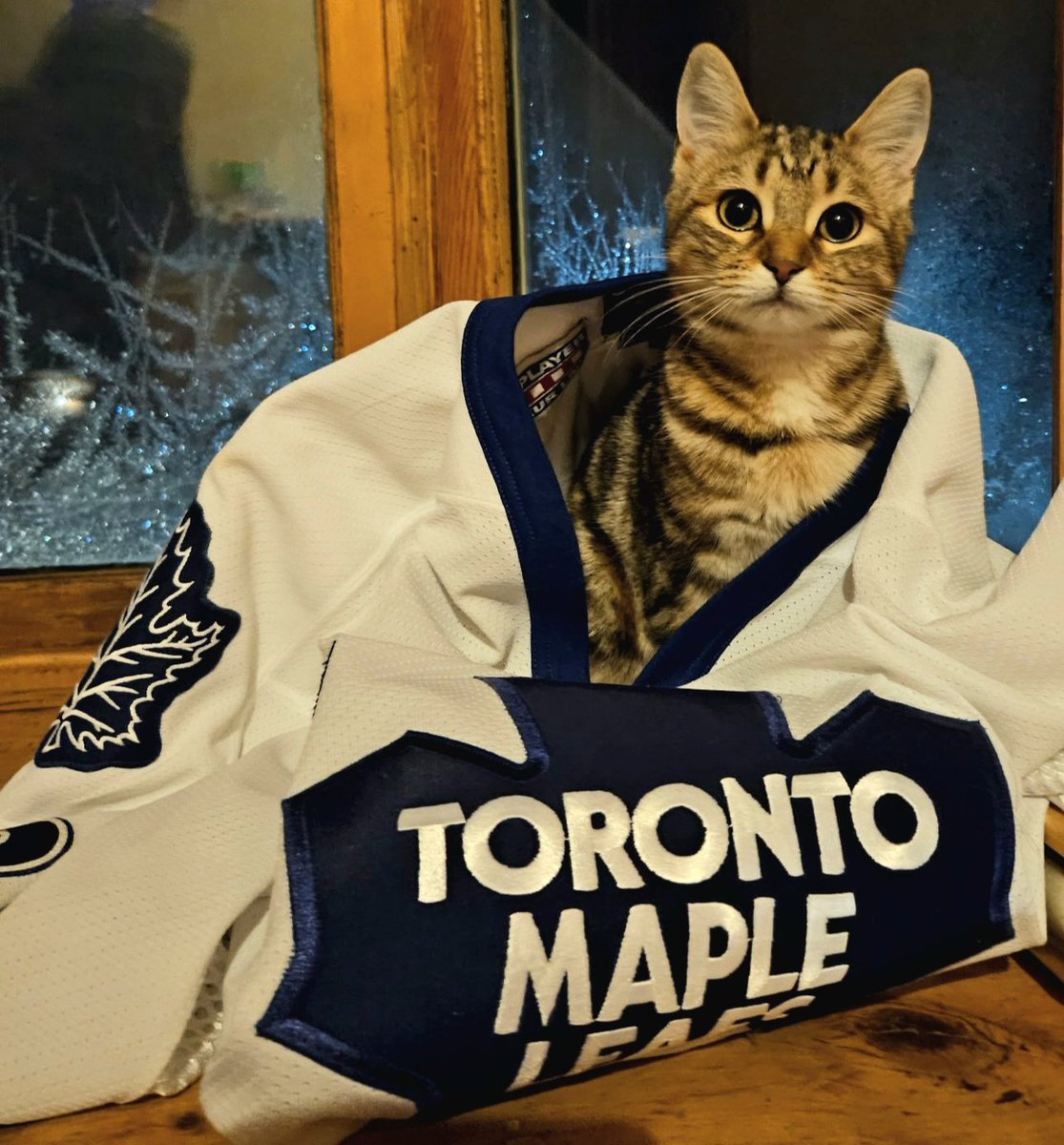 #ChewyLeafsMVPets
Taiga wants to taste some Sharks