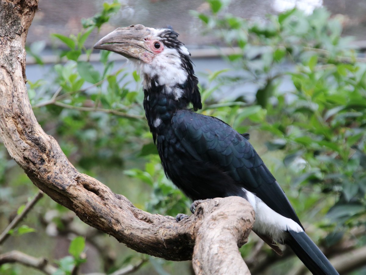 埼玉県こども動物自然公園【公式】🦘 on X