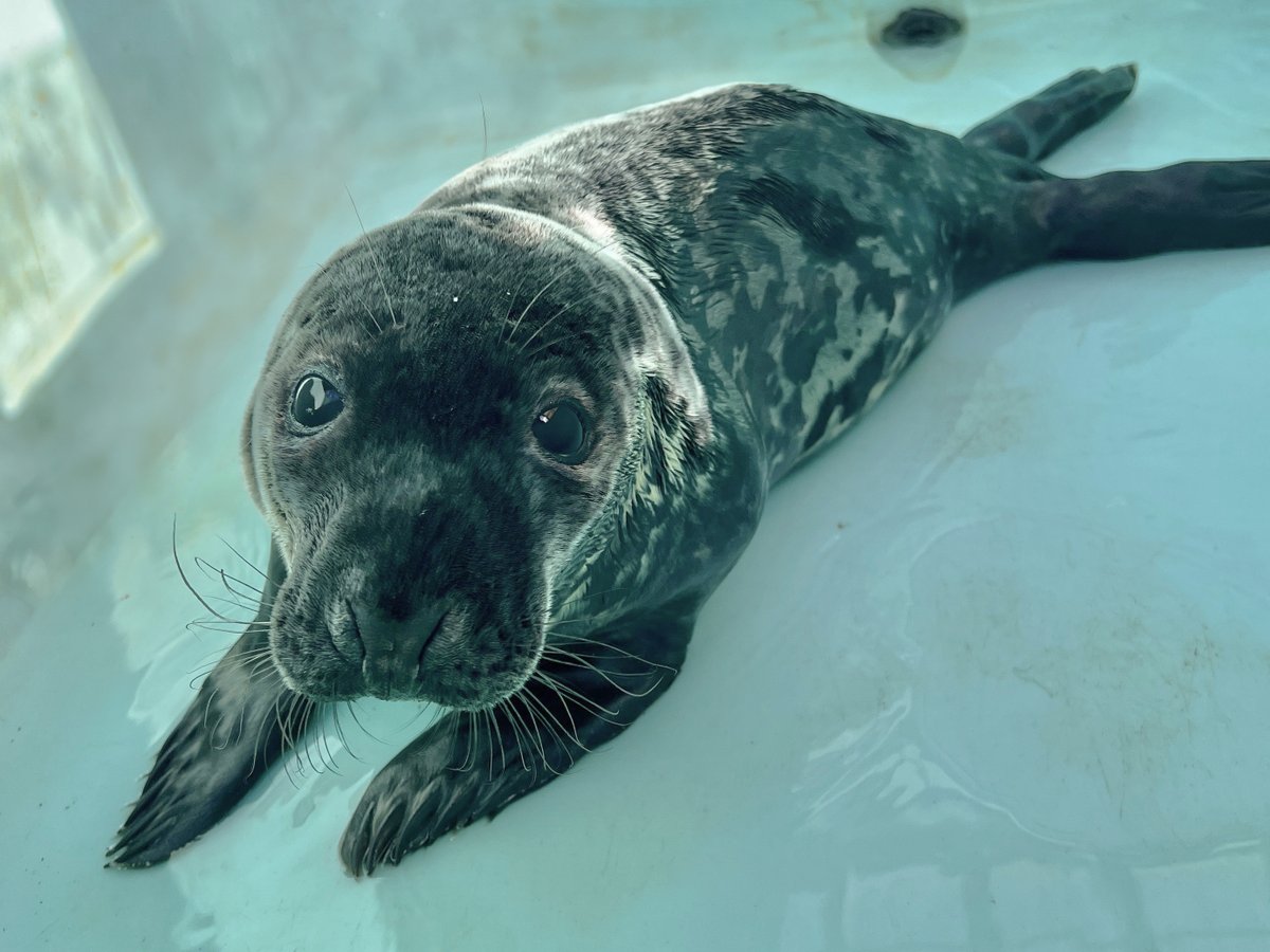 Mystic Aquarium tweet media
