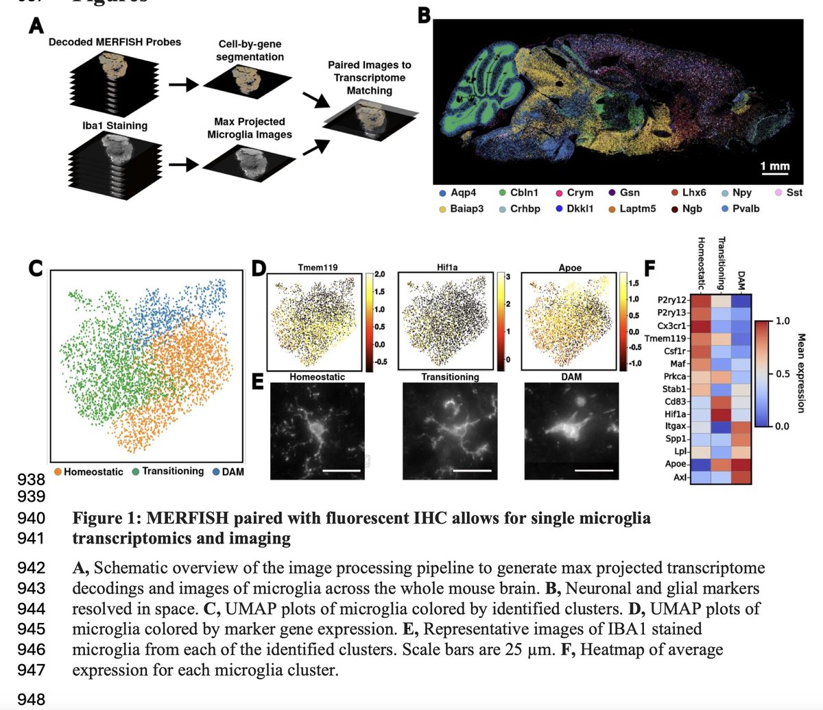 Min Dai (@artofbiology) on Twitter photo Simultaneous analysis of single-cell gene expression and morphology provides new insight into how microglia change with age | bioRxiv | from Prof. Stephen Quake's lab <a href="/StephenQuake/">Stephen Quake</a> <a href="/Stanford/">Stanford University</a> biorxiv.org/content/10.110… #MERFISH #microglia Simultaneous analysis of single-cell gene expression and morphology provides new insight into how microglia change with age | bioRxiv | from Prof. Stephen Quake's lab <a href="/StephenQuake/">Stephen Quake</a> <a href="/Stanford/">Stanford University</a> biorxiv.org/content/10.110… #MERFISH #microglia