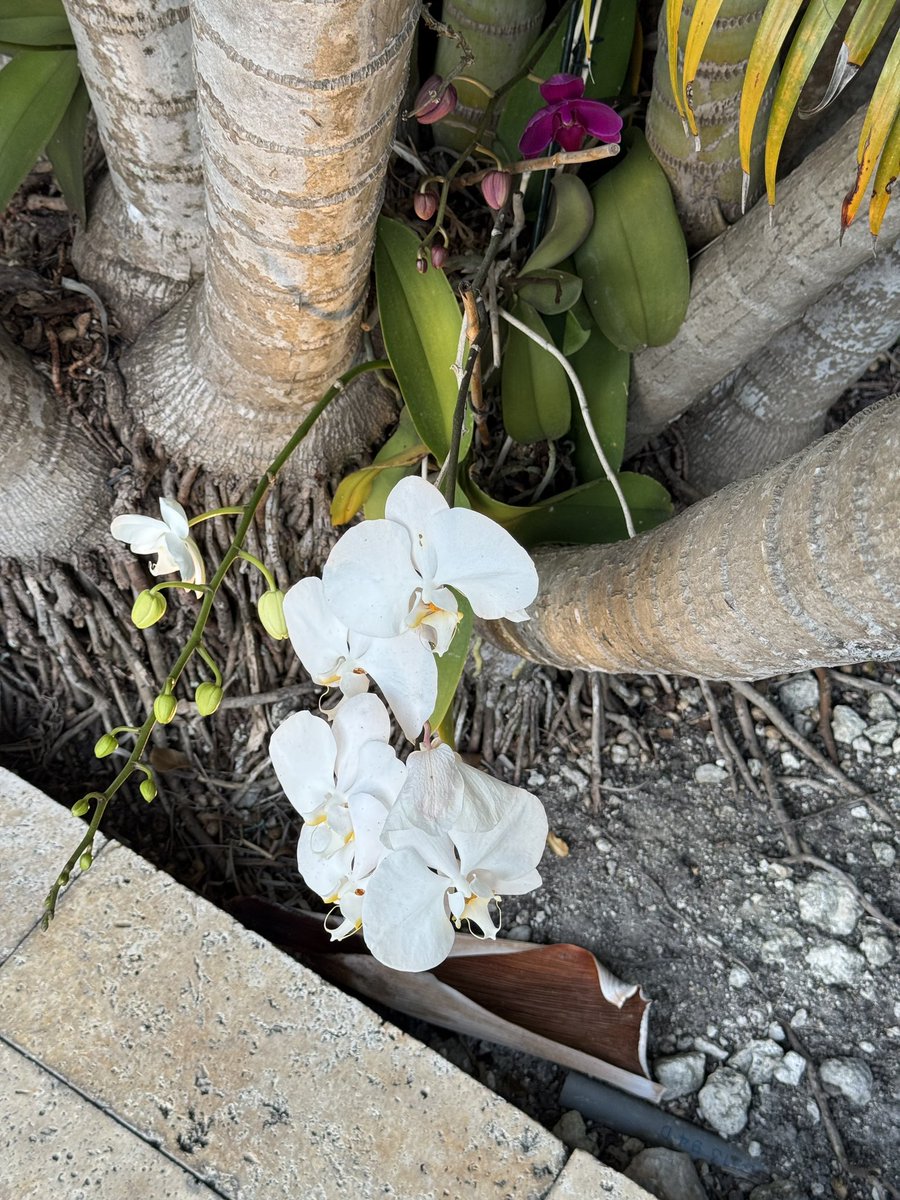 Dr. Estela Rodriguez (@latinamd) on Twitter photo Feed cleanse. Trying to stay centered admiring the orchids growing in our garden (despite the toxic environment) <a href="/DRCamidge/">D. Ross Camidge</a> Feed cleanse. Trying to stay centered admiring the orchids growing in our garden (despite the toxic environment) <a href="/DRCamidge/">D. Ross Camidge</a>