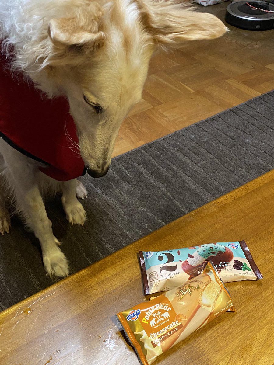 がんぼるぞい®︎ 💪🐶✨borzoi ボルゾイ tweet media