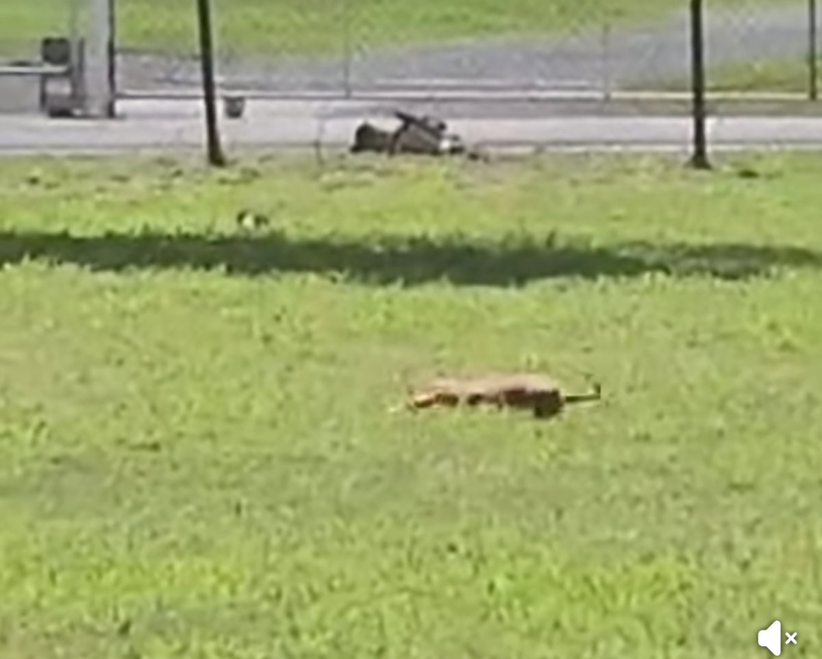 Como sociedad, debemos hacer el compromiso de no callar ante el abuso de los animales. Tú puedes ser su voz. ¡Denuncia el maltrato! 
·       Policía de PR, área de Cabo Rojo - (787) 851-2020
·       Policía Municipal de Cabo Rojo - (787) 255-2650

instagram.com/reel/DGvxpoxyE…