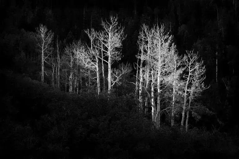 ImagesByJonEvan's tweet photo. https://t.co/ycJfoIKDXg Art for the Eyes! Art for the Eyes! #TreeClub #picoftheday #photooftheday #art #landscapephoto #naturelovers #artlovers #picoftheday #artworks #landscapelovers #art #photoftheweek #artwork #colorado #blackandwhite #blackandwhitephotography https://t.co/dqqe7ERjmF