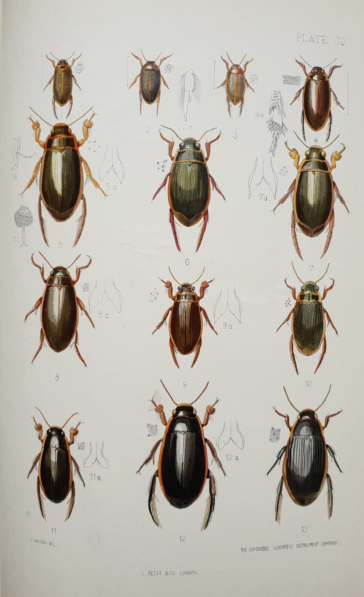 And following that last repost with some water beetle art from William Fowler's British Coleoptera, vol.1, 1887. The hand colouring cleverly brings out metallic sheens &amp; glossy reflections.