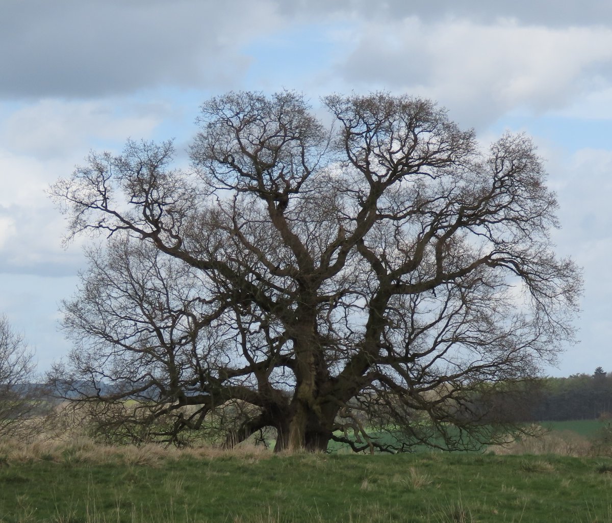 Woodpecker50's tweet photo. It's Tuesday. It's tree day.
#photography #ThickTrunkTuesday #trees #TreeClub https://t.co/YztyfCMwrx