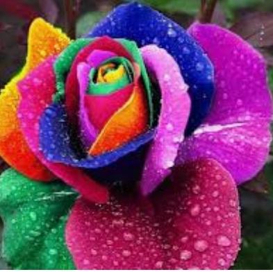 سكليف. القاح الثلاثي MMR ورقي اطفال tweet media