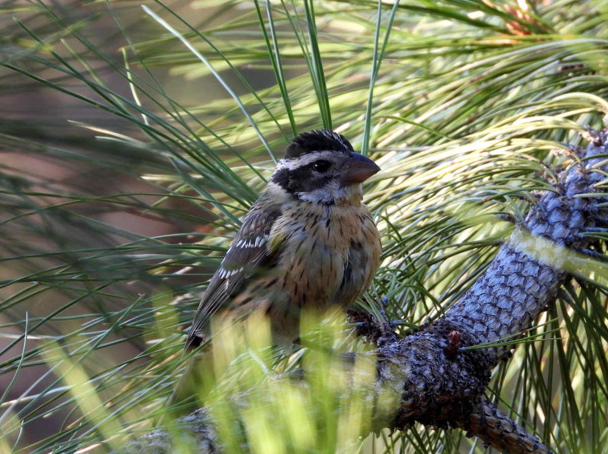 🌍✨ Happy World Wildlife Day! 🌿💚  🎉  Did you know that Lake Arrowhead is a haven for birdwatchers? Come see for yourself!
 
#WorldWildlifeDay #ConserveNature #LakeArrowheadLodge #Conservation #Biodiversity #BeautyAroundEachCorner #MountainMoments #FlyHigh
 
📷: @nuritdkatz