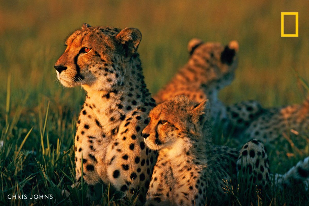 Just an African cheetah family posing for a family portrait in the golden-hour glow.