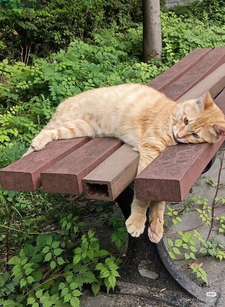 nocontextscats's tweet photo. Overthinking https://t.co/UdLeOf9YtH