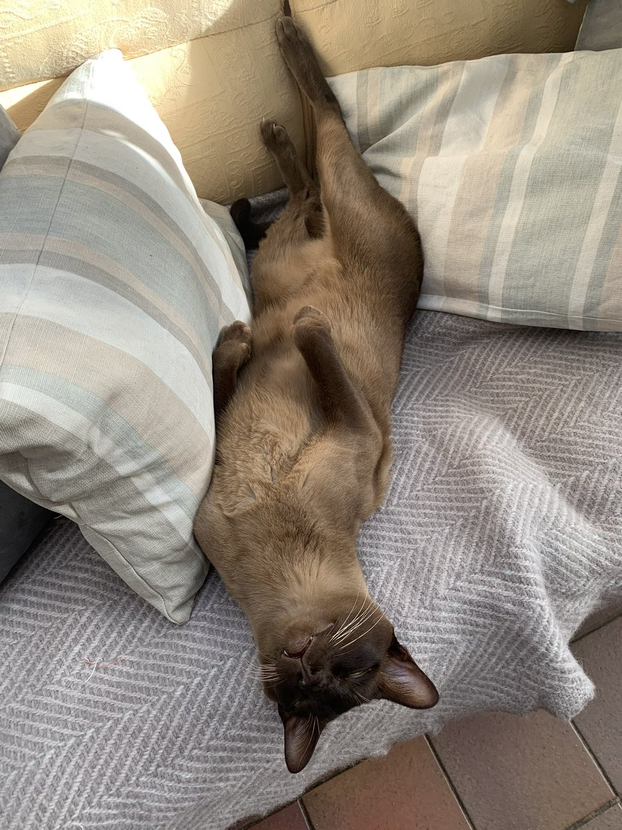 We aren’t great at #jelbel, especially Mischa. He’s working on it though for the brilliant #mogyog teacher <a href="/MrMoustacheCat/">Moustache Cat</a> #mogyog.