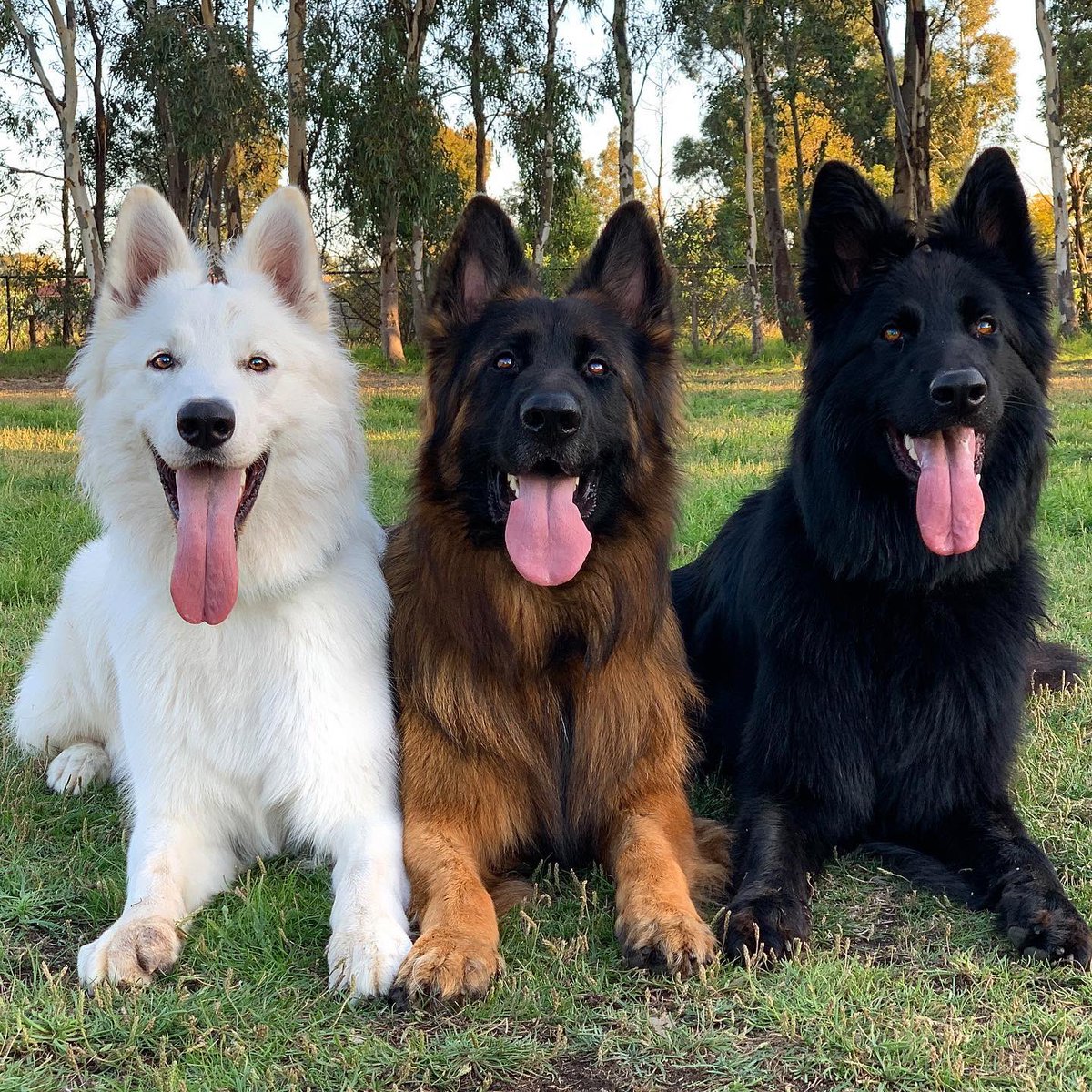 dog_rates's tweet image. This is Oakley, Kaos, and Charlie. They are proof that if you like something, you should get it in a couple colors. 13/10 for all