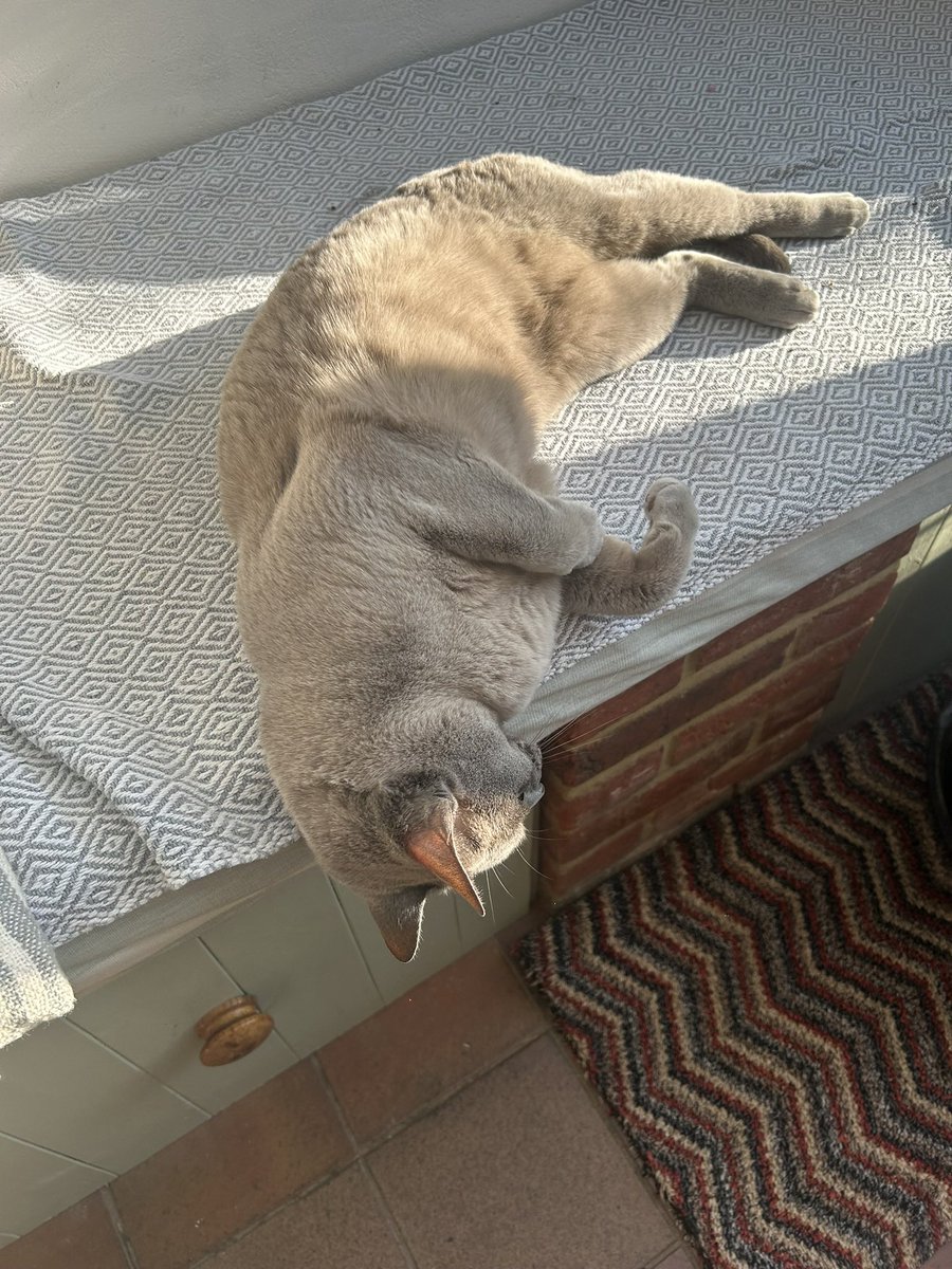 Next up, it’s me. Quick! I can hold this #mogyog #jelbel pose for very long <a href="/MrMoustacheCat/">Moustache Cat</a>. It’s a tough one.