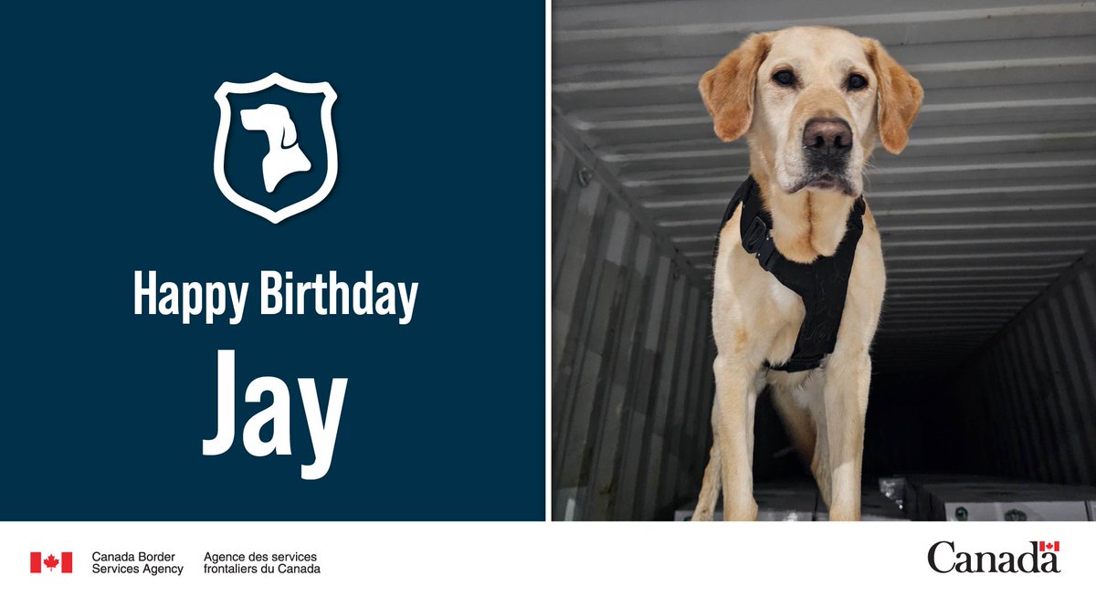 Happy 8th Birthday to #CBSA #DetectorDog Jay! Whether it's finding guns &amp; drugs at the Canada-US border in New Brunswick, or sniffing shipping containers from top to bottom, #K9 Jay is serious about #ProtectingCanadians! #DogsWithJobs