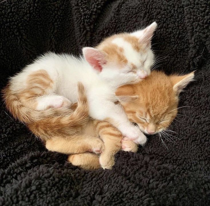 cutest cats (@cutestscats) on Twitter photo 