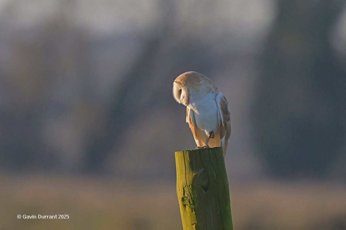 Gavin Durrant (@gavindurrant1) on Twitter photo There were also 3 Barn owls hunting plus a Short eared owl but that was too far away to photograph <a href="/suffolkwildlife/">SuffolkWildlifeTrust</a> <a href="/SWT_NE_Reserves/">Suffolk Wildlife Trust North East Reserves</a> There were also 3 Barn owls hunting plus a Short eared owl but that was too far away to photograph <a href="/suffolkwildlife/">SuffolkWildlifeTrust</a> <a href="/SWT_NE_Reserves/">Suffolk Wildlife Trust North East Reserves</a>