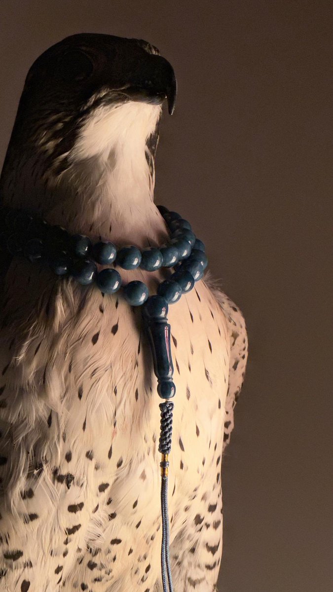 حنا  حـرار  وكل حـرٍ  جـزوعي
                    ماتمشي العوجا علينا مدانيق