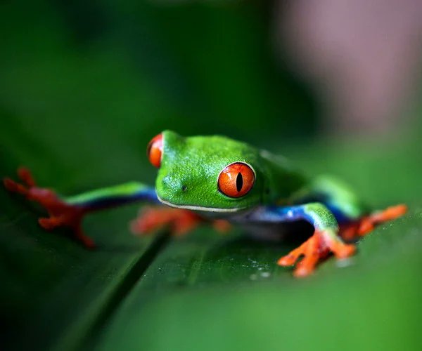 A Luxury Travel Blog (@luxurytravel) on Twitter photo Did you know it's World Wildlife Day?
5 amazing wildlife-watching destinations in Ecuador and its Galapagos Islands aluxurytravelblog.com/2023/06/16/wil… via <a href="/luxurytravel/">A Luxury Travel Blog</a> Did you know it's World Wildlife Day?
5 amazing wildlife-watching destinations in Ecuador and its Galapagos Islands aluxurytravelblog.com/2023/06/16/wil… via <a href="/luxurytravel/">A Luxury Travel Blog</a>